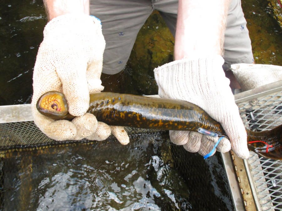 <em>In this photo taken July 16, 2010, a scientist with the Hammond Bay Biological Station near Huron Beach, Mich., holds a female sea lamprey. The lamprey uses its disk-shaped mouth and sharp teeth to fasten onto fish and suck out their bodily fluids. (AP Photo/John Flesher)</em>