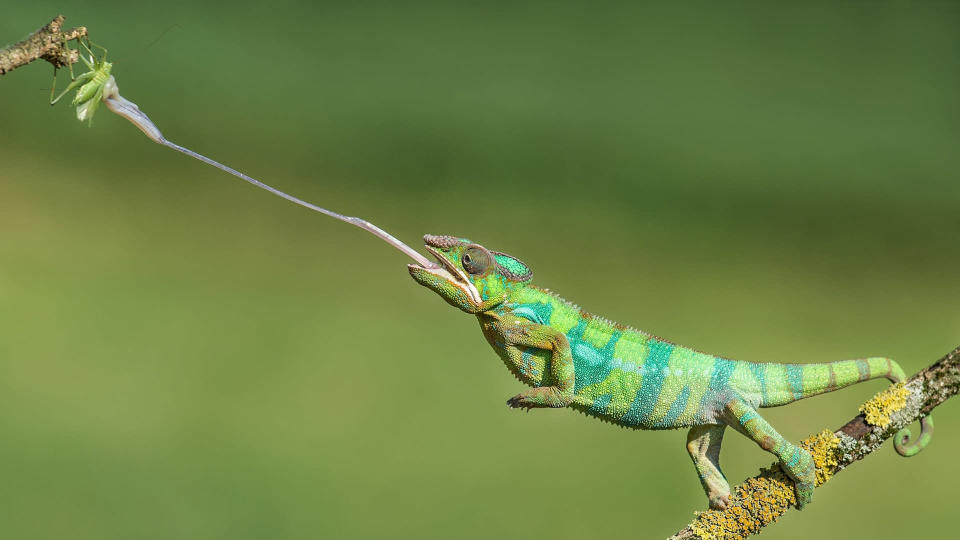 <p> Chameleons&#xA0;are relatively slow creatures, but their 20-inch-long (50 cm) tongues are fast enough to catch speedy insects, such as locusts, mantids and grasshoppers. The tip of the chameleon&apos;s tongue is a ball of muscle, and once it hits prey, that ball transforms into a suction cup. The instant the prey is stuck, the reptile draws its tongue back into its mouth, where its strong jaws crush the catch,&#xA0;according to the San Diego Zoo.&#xA0; </p>