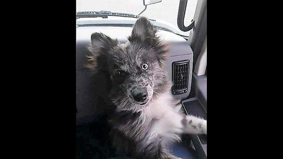 Truck driver Danny McNeal’s dog Blu -- a Pomsky, or Husky-Pomeranian mix -- also died in the Sept. 14, 2022, crash on Interstate 85 in Hillsborough, NC.
