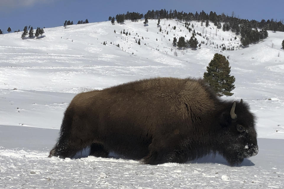 FILE - In this Feb. 17, 2020, file photo, a bison walks through the snow in Yellowstone National Park's Lamar Valley near Mammoth Hot Springs, Wyo. The superintendent of Yellowstone National Park says it likely won’t reopen until May 2020 or later, delaying the start of its traditional summer season for millions of tourists because of the coronavirus outbreak. Yellowstone and Grand Teton National Park have been closed since March 24, 2020, because of the virus. (AP Photo/Matthew Brown, File )