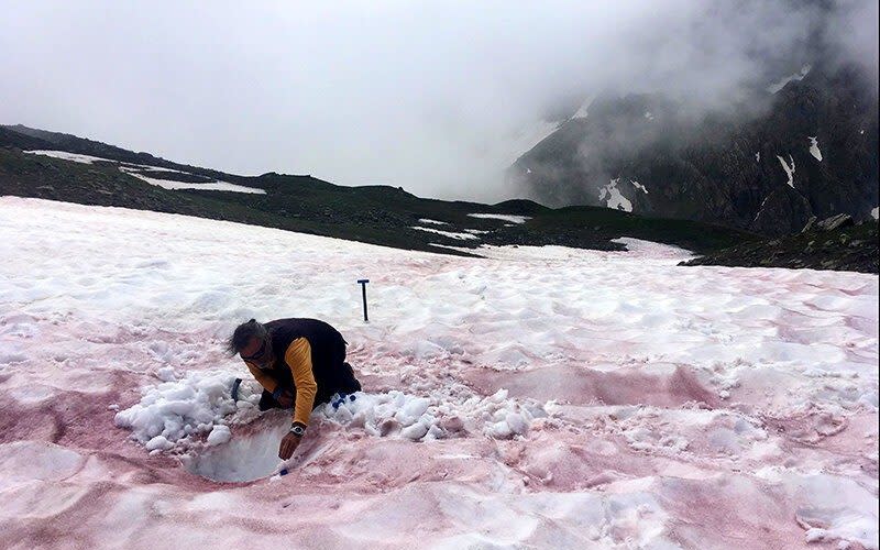 Sampling snow covered with "glacier blood" caused by a microorganism, Sanguina - © Jean-Gabriel VALAY/JARDIN DU LAUTARET/UGA/CNRS