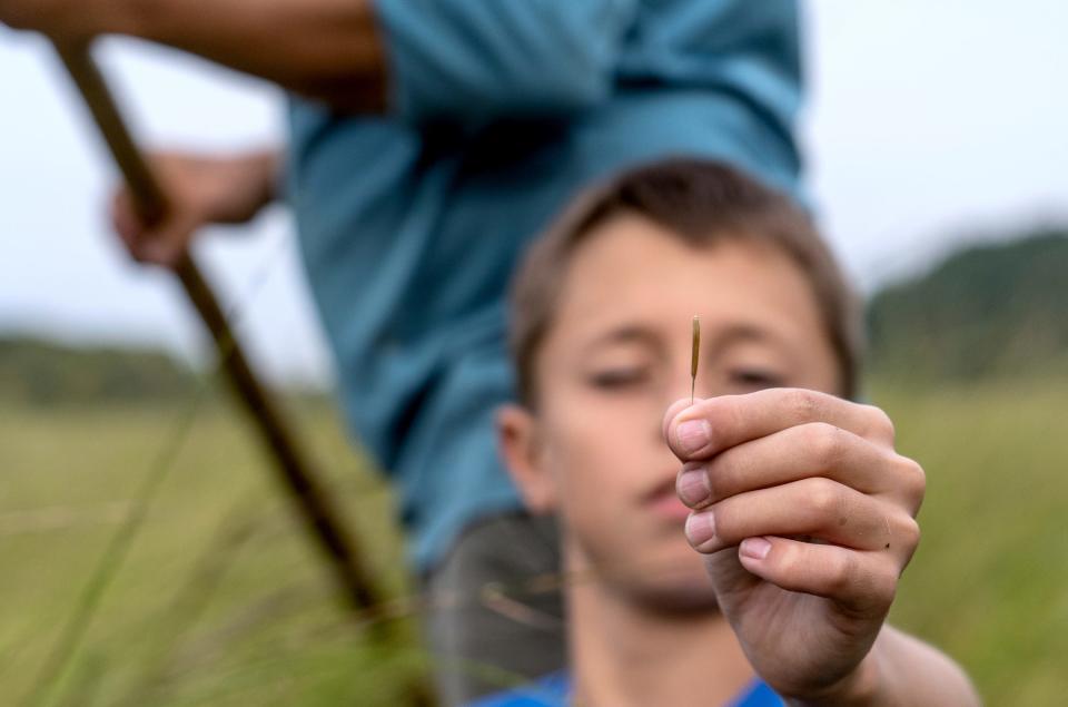 Gunnar Nelson, of Brimley, holds a grain of manoomin "wild rice" while harvesting into a canoe as Bay Mills Community College livestock educator Dave Corey uses a push-pull stick to guide them through the plants growing on a section of the Au Sable River in Oscoda on Saturday, Sept. 16, 2023.