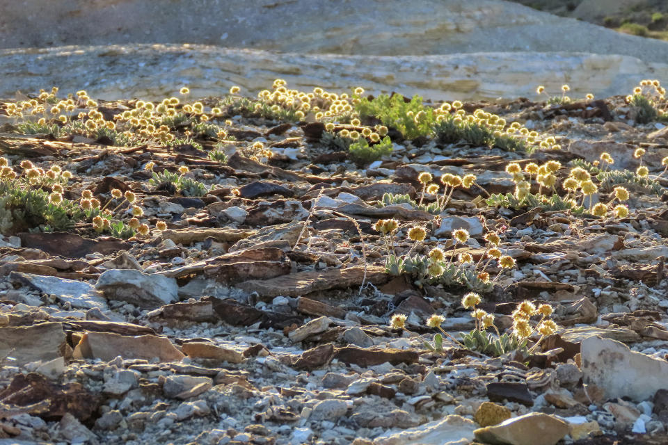 FILE - In this photo provided by the Center for Biological Diversity, Tiehm's buckwheat grows in the high desert in the Silver Peak Range of western Nevada about halfway between Reno and Las Vegas, June 1, 2019, where a lithium mine is planned. Just days after U.S. wildlife officials declared the Nevada wildflower endangered at the site of a proposed lithium mine, federal land managers are initiating the final stage of permitting for the project the developer says will allow the mine and the flower to co-exist. (Patrick Donnelly/Center for Biological Diversity via AP, File)