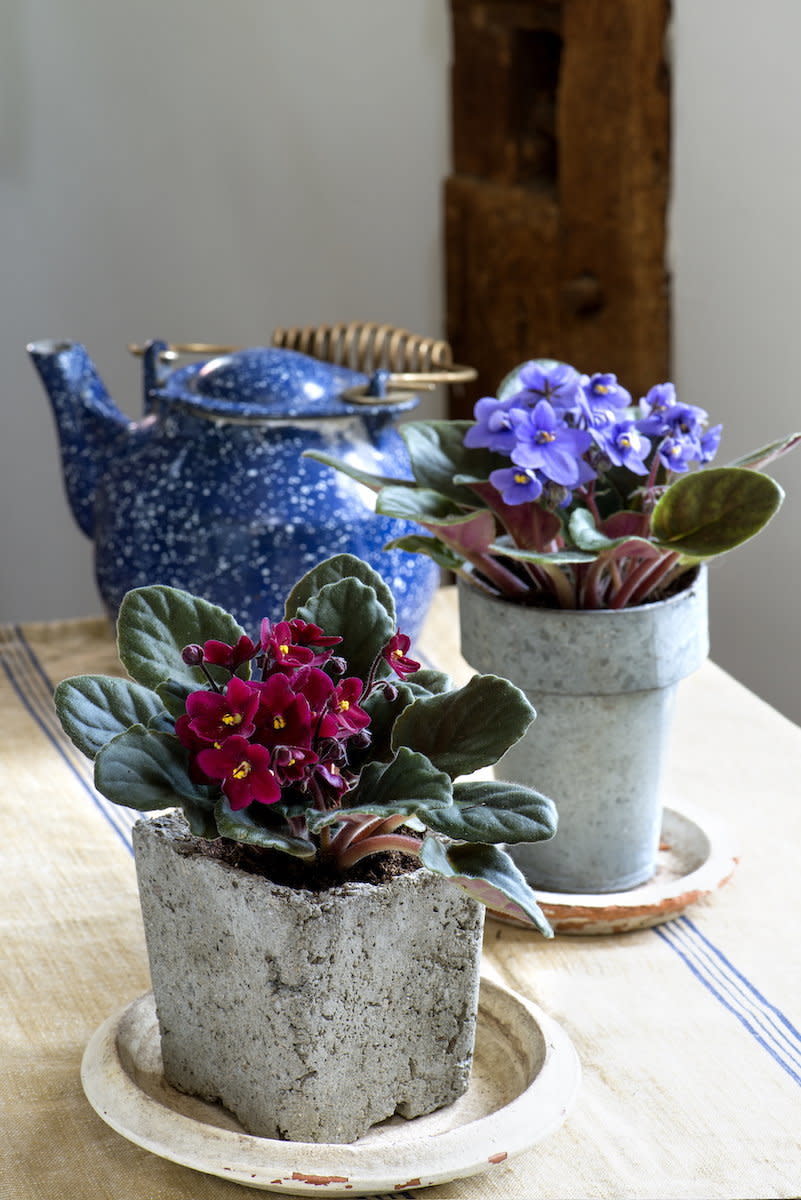 If you want&nbsp;color in your room but think flowery plants are too delicate, Martin said you haven't met the African violet. <br /><br />"An&nbsp;African violet is just going to pour out the blossoms in the middle of the winter," Martin said. "Right when you need them most."