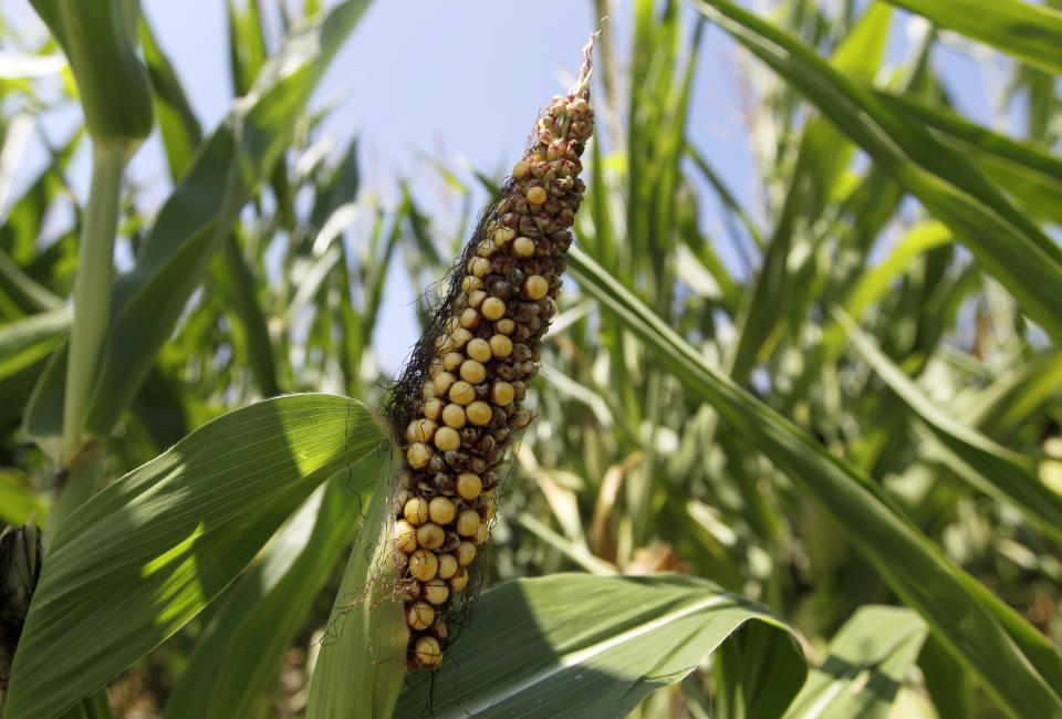 This photo from Aug. 1, 2012, shows a drought damaged ear of corn in Westfield, Ind., corn field. U.S. corn growers could have their worst crop in a generation as the harshest drought in decades takes its toll, the government reported Friday, Aug. 10, 2012, as it forecast the lowest average yield in 17 years.  (AP Photo/Michael Conroy, File)