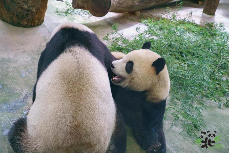 「圓寶」喜歡跟媽媽撒嬌。（台北市立動物園提供）