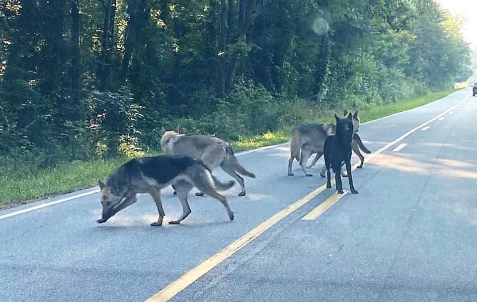 A driver shared this July 6 photo on the Orange County Local page on Facebook of four dogs near the intersection of Walnut Grove Church Road and Sawmill Road. Animal Services officials were not able to confirm at the time whether these are the missing dogs, but members of the Facebook group had been tracking the dogs’ whereabouts.