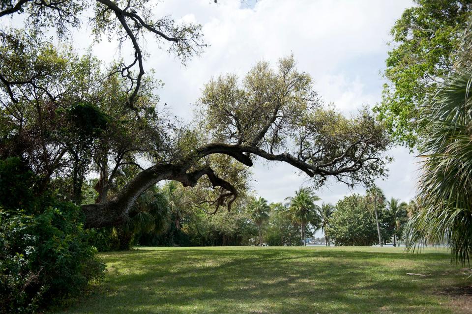 The vacant lot at 304 Maddock Way in Palm Beach has a cluster of live oaks, including a historic tree said to be more than 100 years old.