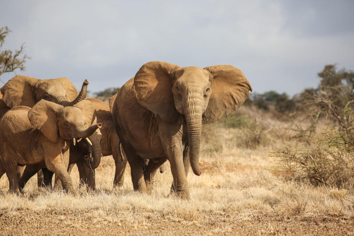 A herd of elephants passing through the Chyulu Hills in Kenya.