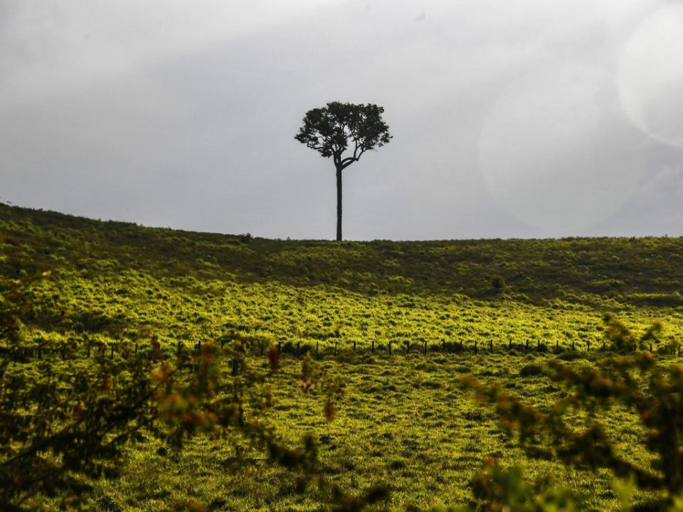 A tree stands by a highway near Santarem in the Brazilian Amazon rainforest (Nelson Almeida/AFP via Getty Images)