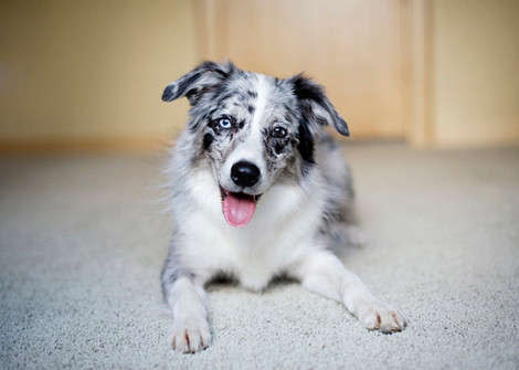 are border collies the most intelligent dogs