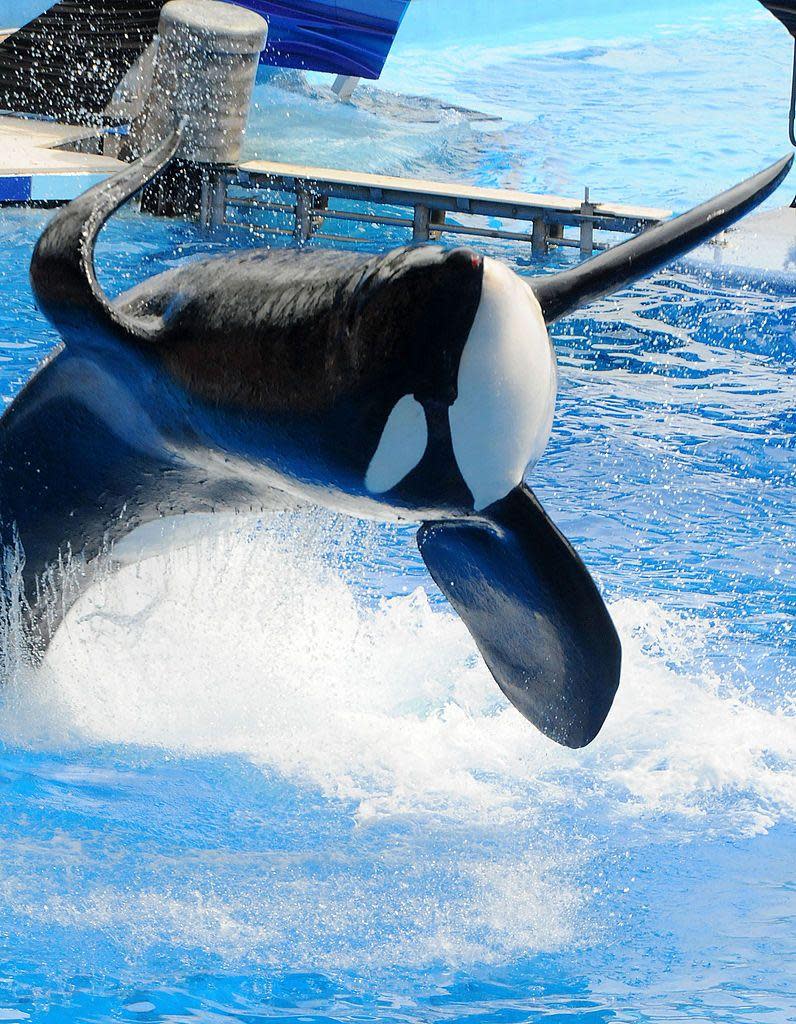 Tilikum en acción en 2011, un año después del accidente en el que murió su entrenadora..