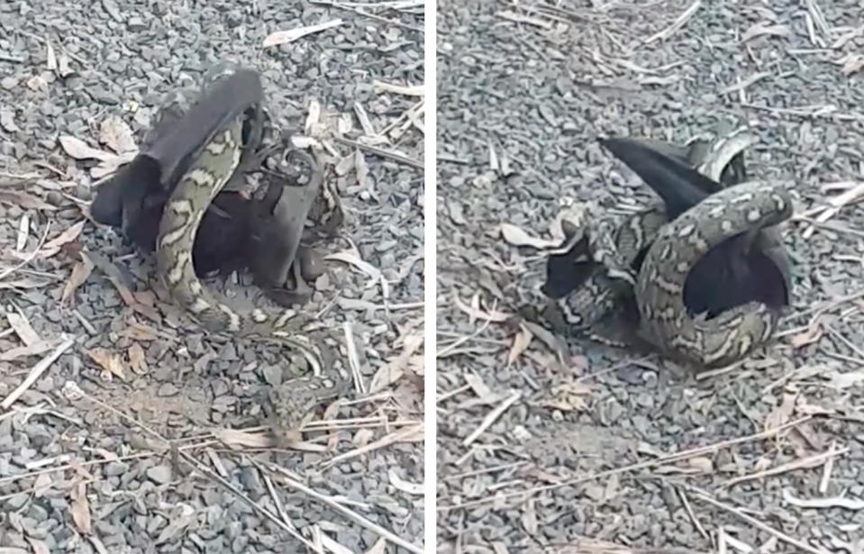 A python constricts a bat in a Bundaberg, Queensland backyard.