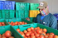 Worker inspects tomatoes at an Agrico farm in Al-Khor