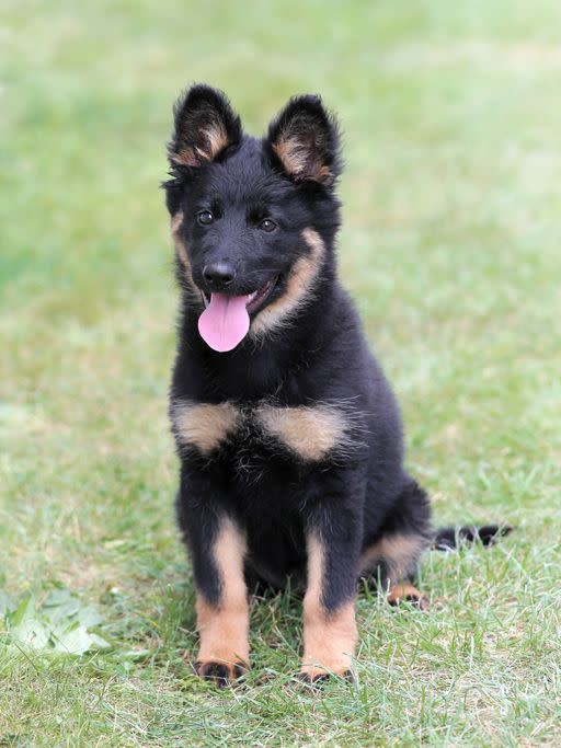 medium sized dog breeds bohemian shepherd