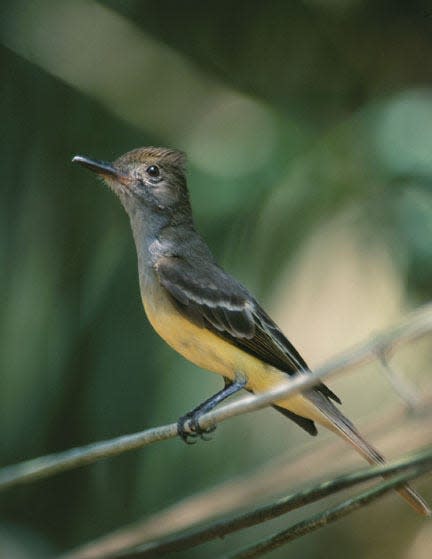 Great crested flycatchers often stop to breed in the Savannah area before continuing their migration.