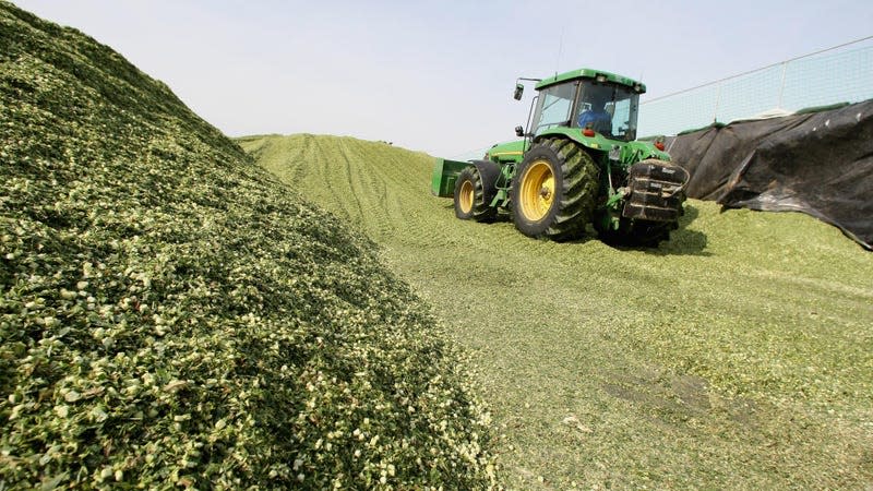  A tractor moves hackled corn plants at a bioenergy plant on September 17, 2008 in Gross-Gerau near Darmstadt, Germany. 