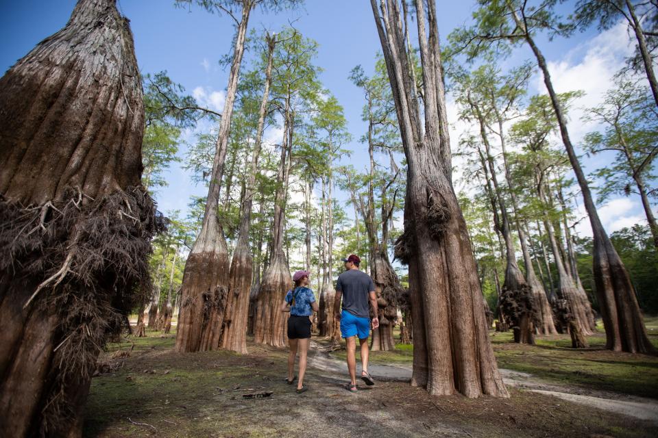 Rima Nathan and Vincent Scotese explore Cascade Lake, which was drained by a sinkhole and left the cypress trees appearing larger than before with the full trunks exposed Tuesday, June 27, 2023.
