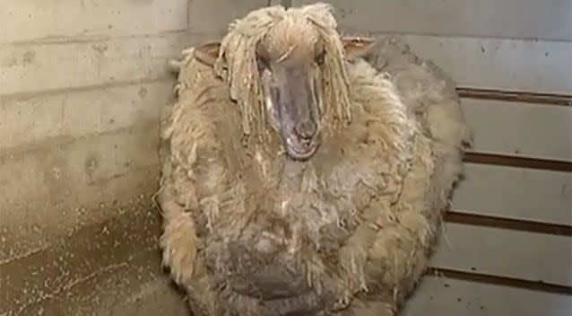 The sheep was badly in need of a haircut. Source: 7 News