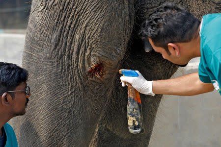 Vets treat a wound of Asha, a female elephant, at the Wildlife SOS Elephant Conservation and Care Center run by a non-governmental organisation in the northern town of Mathura, India, November 17, 2018. REUTERS/Anushree Fadnavis