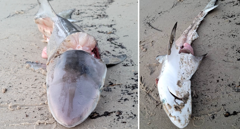 While officials encouraged fishers never to leave scraps in areas that could attract sharks, locals said the amount of meat left on the frame was 'wasteful'. Source: Facebook 