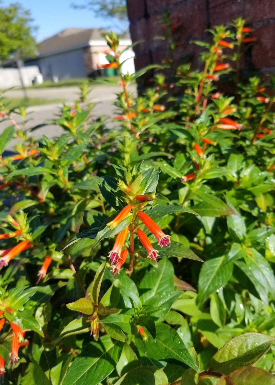 Vermillionaire cuphea produces abundant, tubular flowers up and down the stems and all over the entire plant all summer long. It grows well either in containers or the ground.