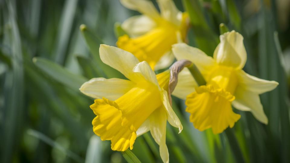 daffodil trio