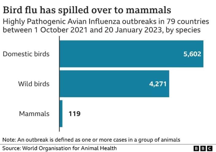 Gráfica de gripe aviar en mamíferos