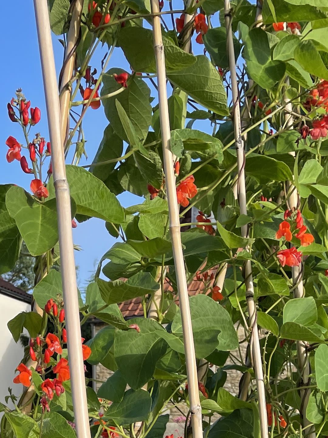 full frame image of red flowering runner bean plant