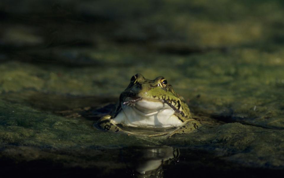 You can hear the chorus of the Levant water frogs