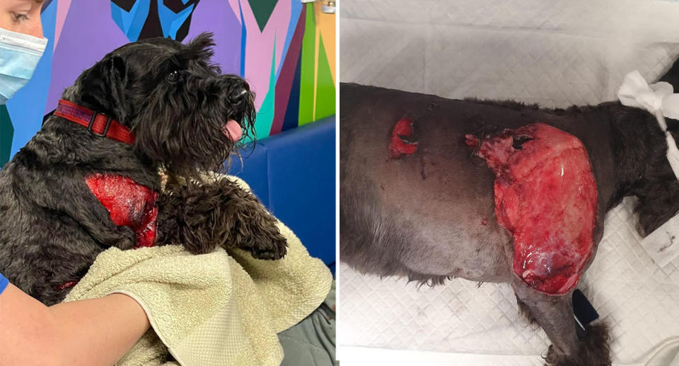  Black Schnauzer with wounds to body after the dog attack.