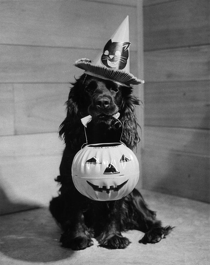 dog vintage halloween decorations