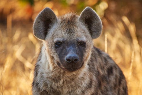   <span class="attribution"><a class="link " href="https://www.shutterstock.com/image-photo/young-hyena-during-golden-hour-1293581221?src=EzT0K0RfjHRMPO6aJ79vxQ-2-54" rel="nofollow noopener" target="_blank" data-ylk="slk:Shutterstock;elm:context_link;itc:0;sec:content-canvas">Shutterstock</a></span>