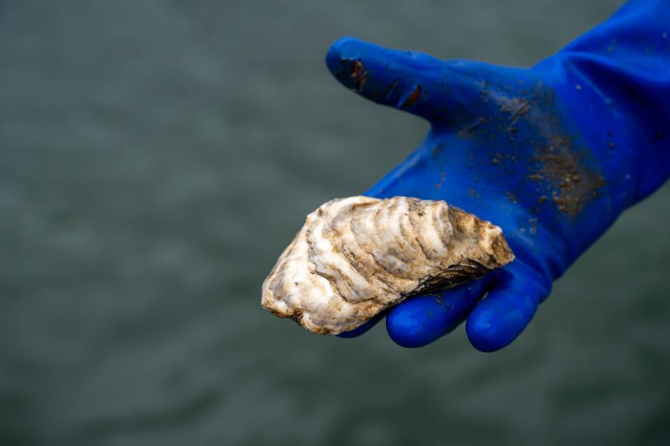 Bellyman's Oysters, as they are nicknamed by New England Superior Oyster's owners, are being harvested by the Dover company.