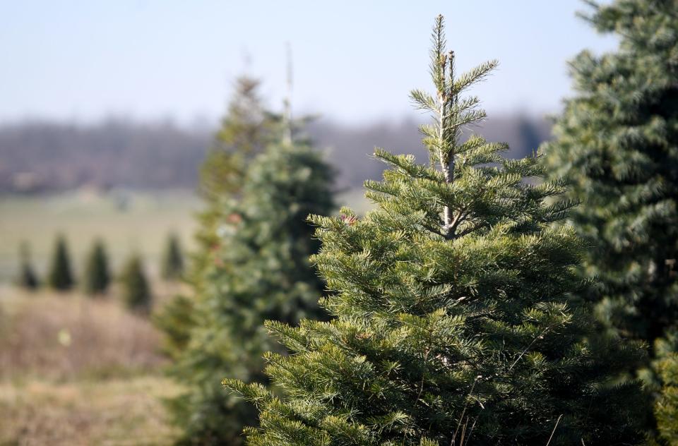 Trees await a home at Moore's Christmas Tree Farm in Marlboro Township.
