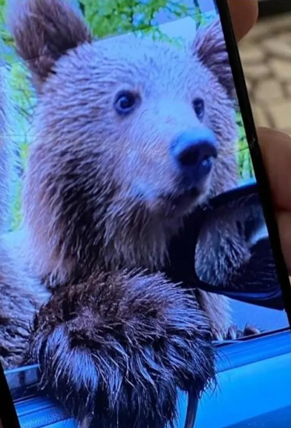 Bear puts its paw up on window before pouncing (Jam Press)