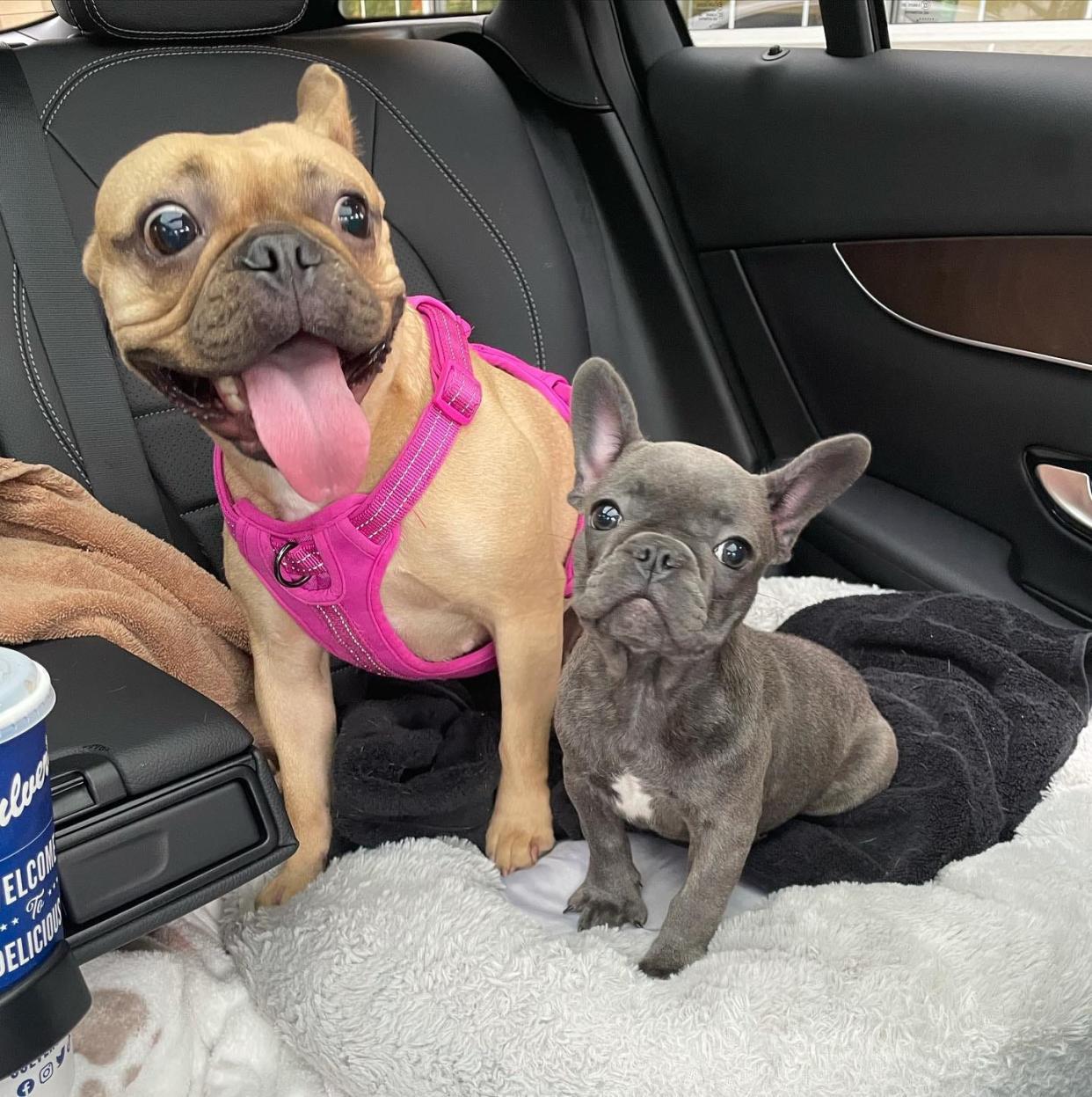 Jenna Hayes' French bulldogs were taken from her Milwaukee home on Nov. 23. She was reunited with Frankie (left) on Nov. 24. Stella (right) remains missing.