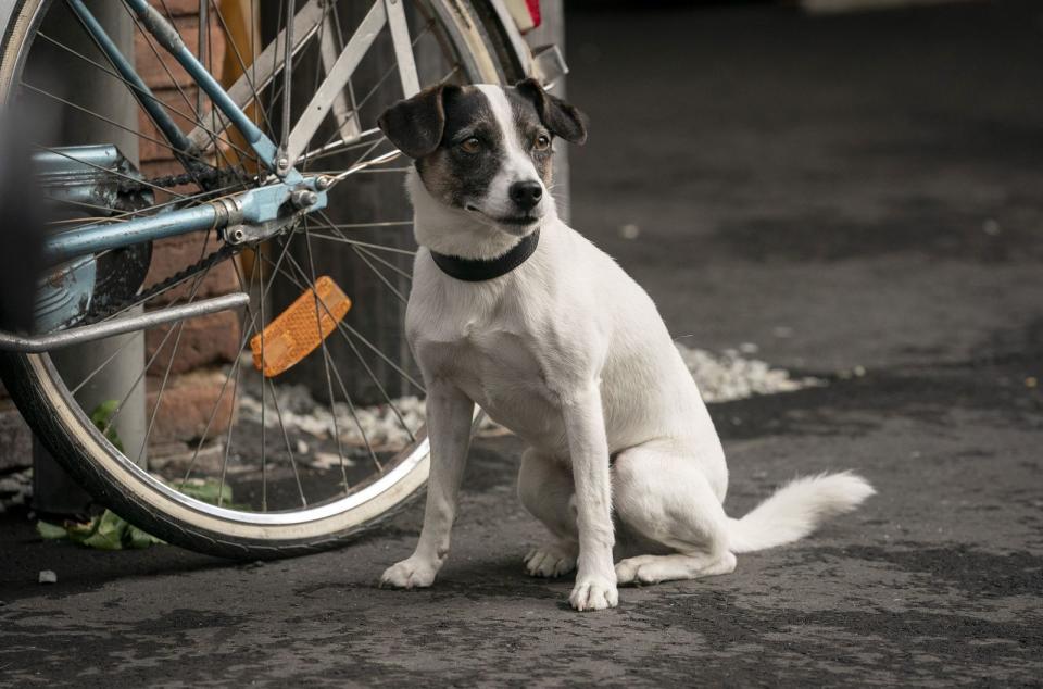 Jack-Russell-Terrier "Banane" entpuppt sich als eine Art Hilfskommissar auf vier Pfoten. (Bild:  WDR/Bavaria Fiction GmbH/Thomas Kost)