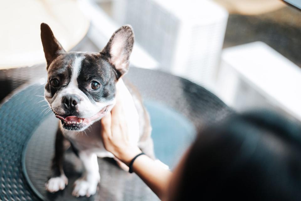 woman with black and white French Bulldog; easiest dogs to train