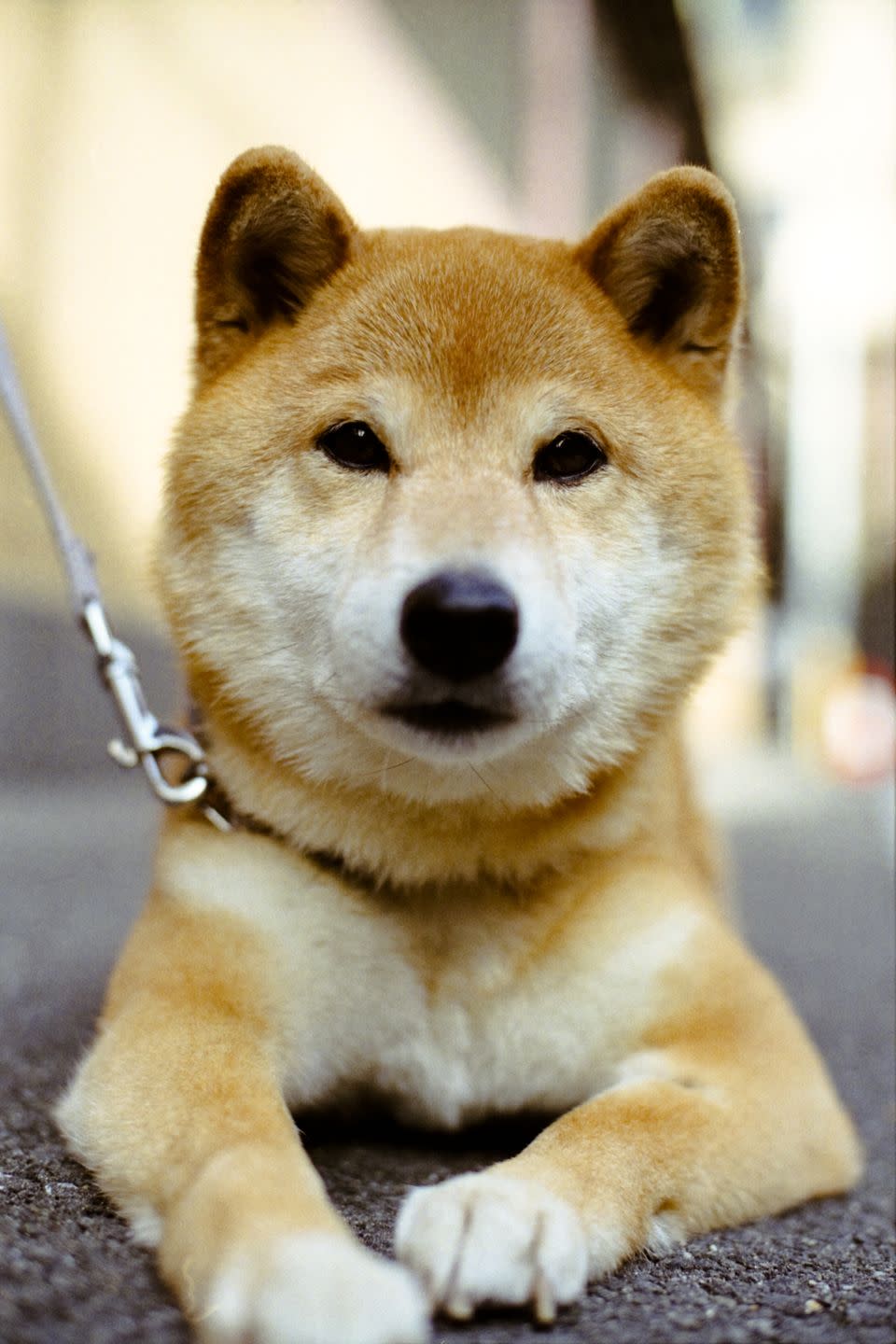 <p>While they're most widely known as part of the popular doge meme, Shibas won't be saying "much wow" anytime soon. The canines stay pretty mum — until they engage in the occasional <a href="https://myfirstshiba.com/what-is-a-shiba-inu-scream/" rel="nofollow noopener" target="_blank" data-ylk="slk:&quot;Shiba scream.&quot;" class="link ">"Shiba scream."</a> </p>