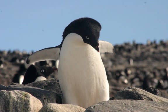 Adélie penguins like this one feed mainly on krill.