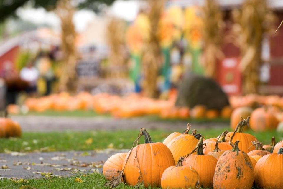 Pumpkin patches are ready to open in Whatcom County, Washington.