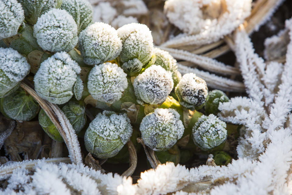 Look for Brussels sprouts with tight leaves. (Photo: Ashley Cooper via Getty Images)