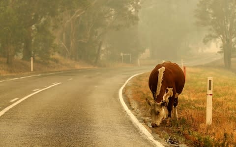 With fire damaged fences cattle wander on to the road  - Credit: Darrian Traynor/Getty Images