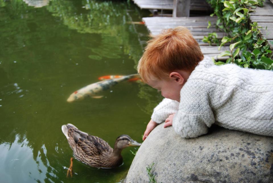 In this undated publicity photo provided by Stroller Hikes, a boy and duck are equally curious about each other on a Toddler Trek with Stroller Hikes to Hakone Gardens in Saratoga, Calif.. Families explore this Samurai style Japanese garden and its three very different trails and many garden regions. Stroller Hikes events take place on everything from paved paths in the city to beaches to gardens to off-road trails. (AP Photo/Courtesy Stroller Hikes, Debbie Frazier)