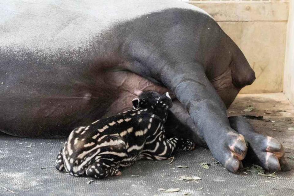 圖 / 台北市立動物園 提供