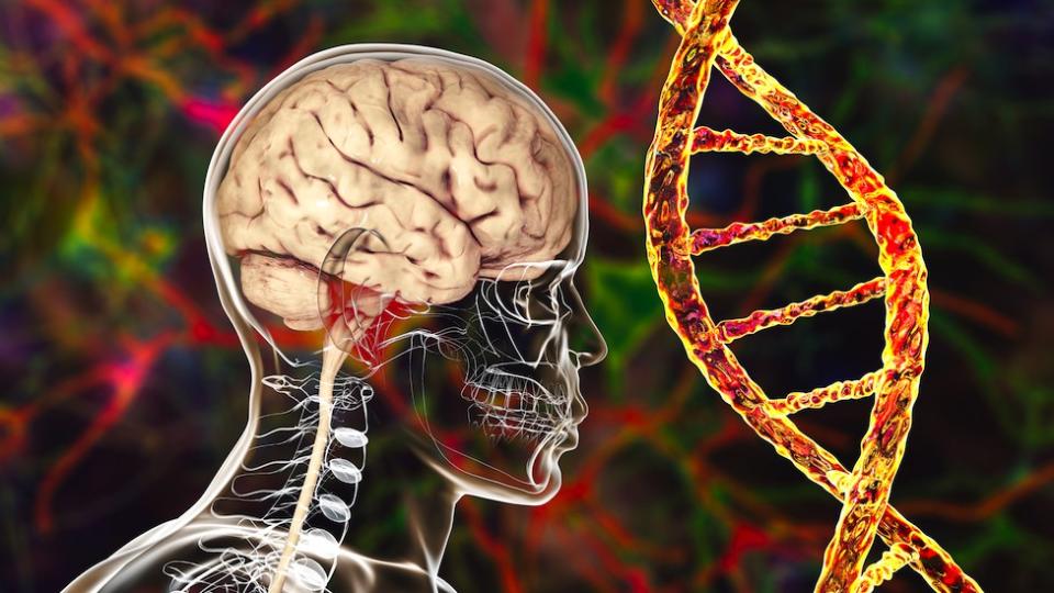 Ilustración de una cabeza humana que revela la estructura del cerebro y los huesos junto a un gráfico.