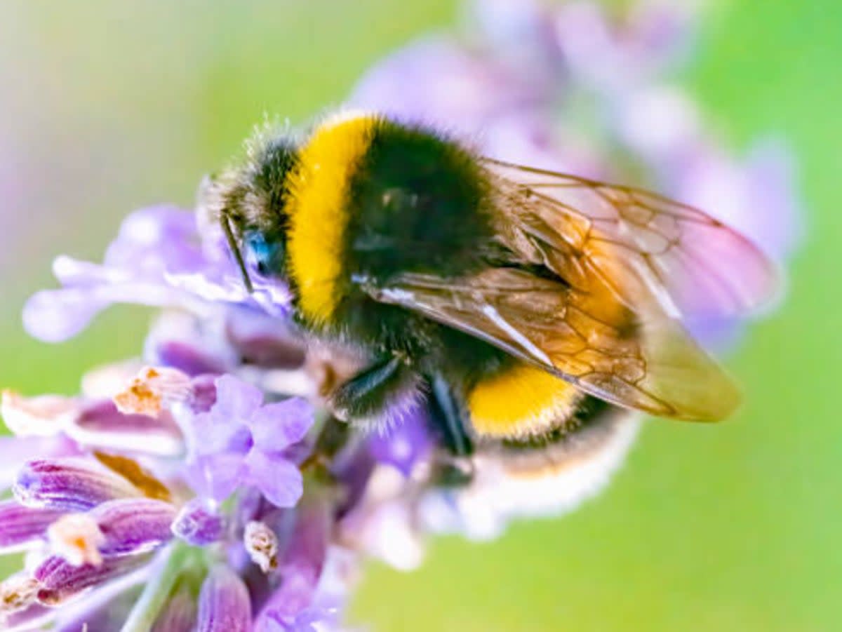 One teaspoon of thiamethoxam could kill over a billion bees, says expert  (Getty Images/iStockphoto)