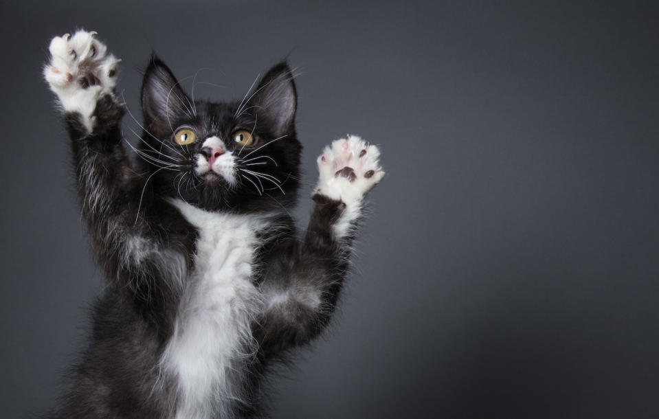 Tuxedo kitten with paws up