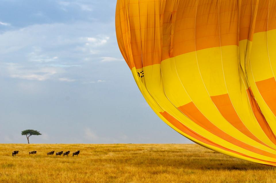 Wildebeest at the foot of a hot air balloon